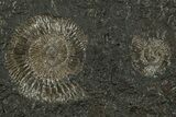 Fossil Ammonite (Dactylioceras) Cluster - Posidonia Shale, Germany #353548-1